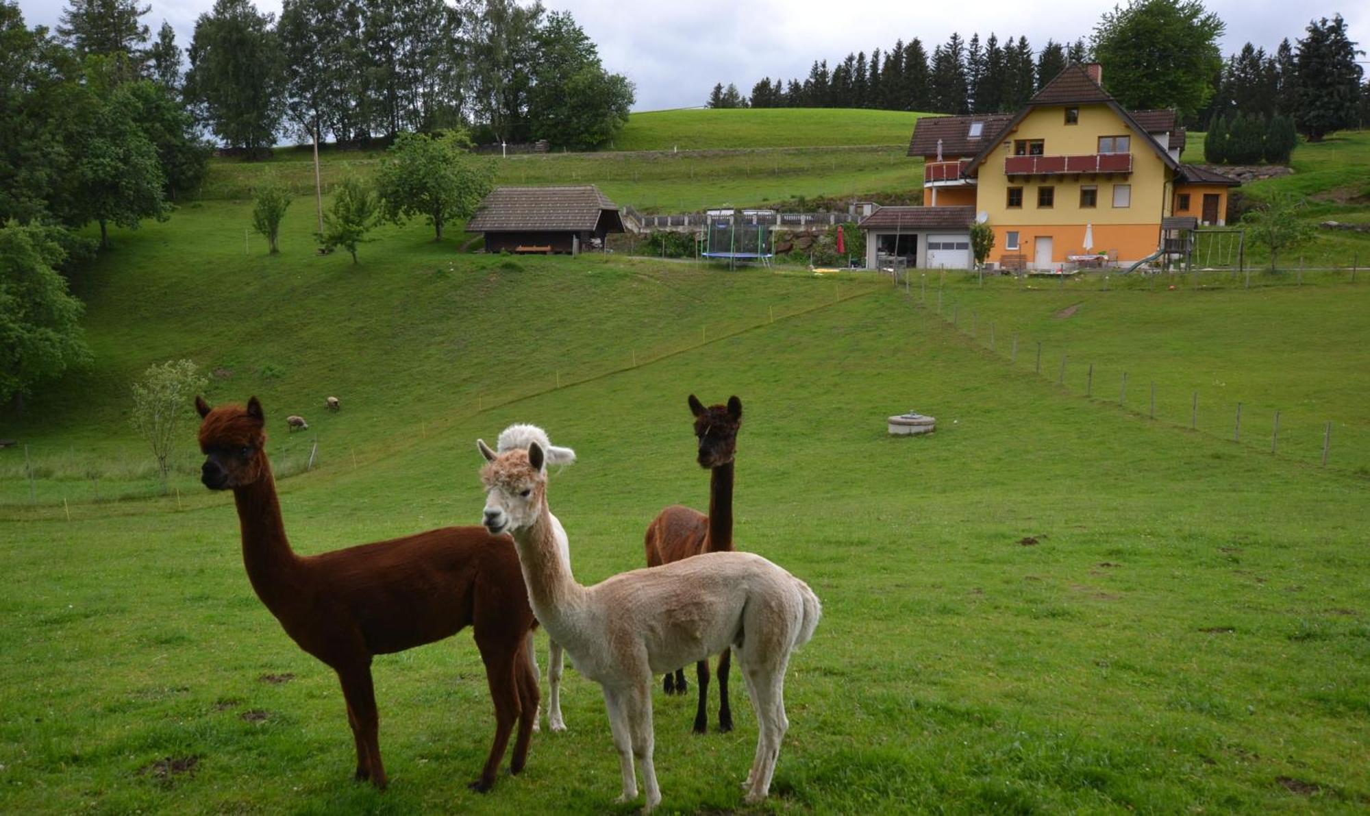 Biohof Kroisleitner Sankt Jakob im Walde Luaran gambar